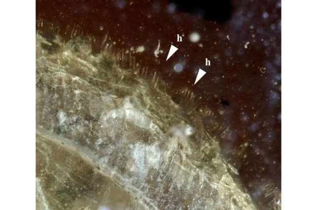 کشف حلزون ۹۹ میلیون ساله‌ای که مو دارد!